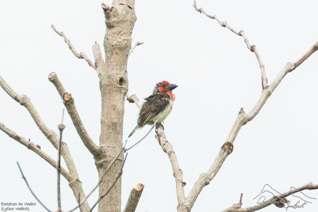 Vieillot's Barbet, identification