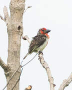 Vieillot's Barbet