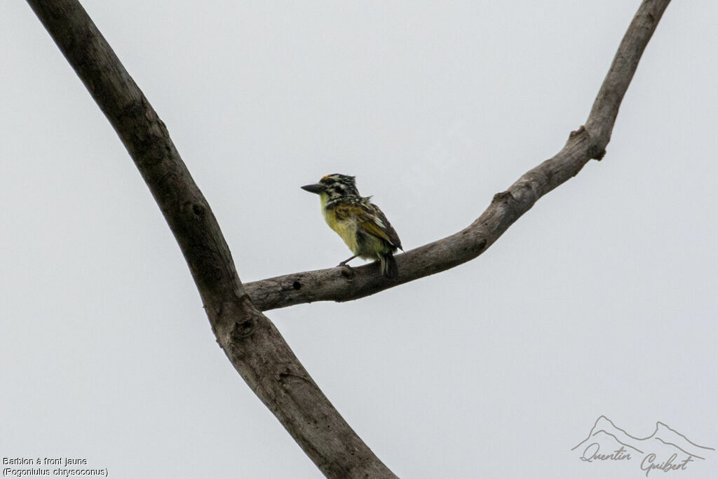 Yellow-fronted Tinkerbird