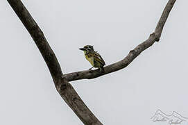 Yellow-fronted Tinkerbird