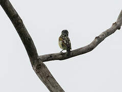 Yellow-fronted Tinkerbird