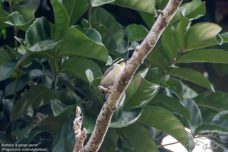 Yellow-throated Tinkerbird