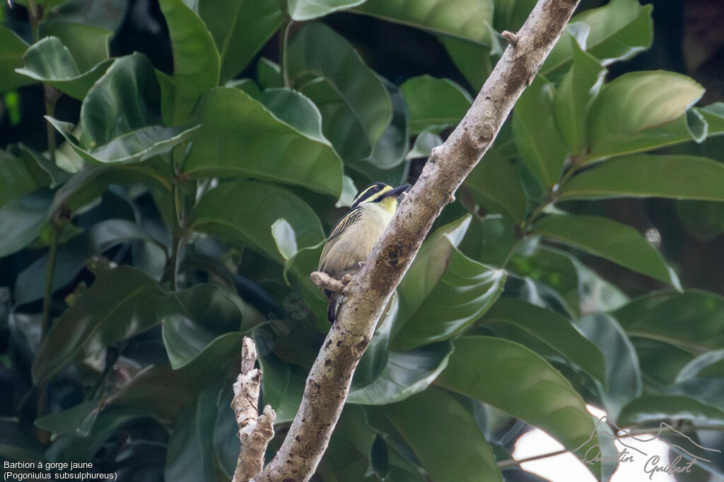 Yellow-throated Tinkerbird