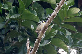 Yellow-throated Tinkerbird