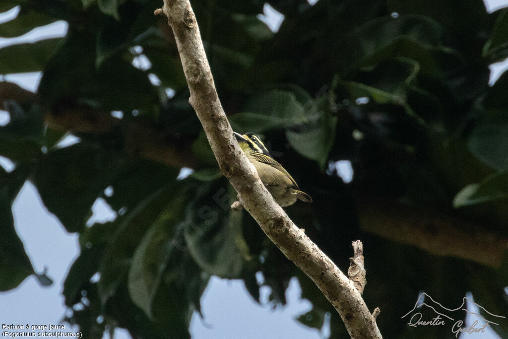 Yellow-throated Tinkerbird