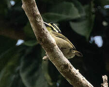 Yellow-throated Tinkerbird