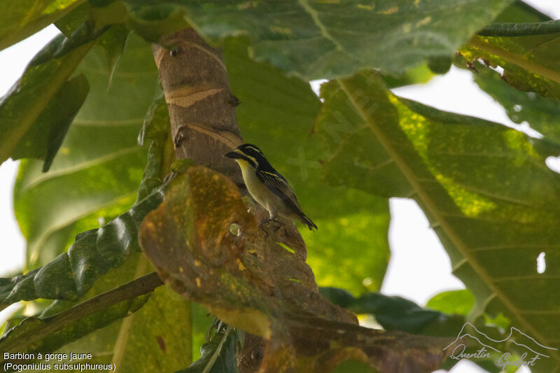 Yellow-throated Tinkerbird
