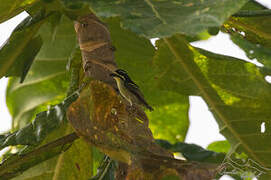 Yellow-throated Tinkerbird