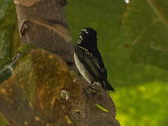 Yellow-throated Tinkerbird