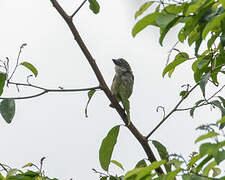 Speckled Tinkerbird