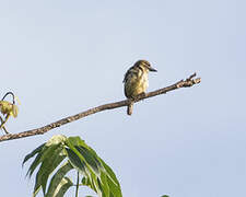 Speckled Tinkerbird