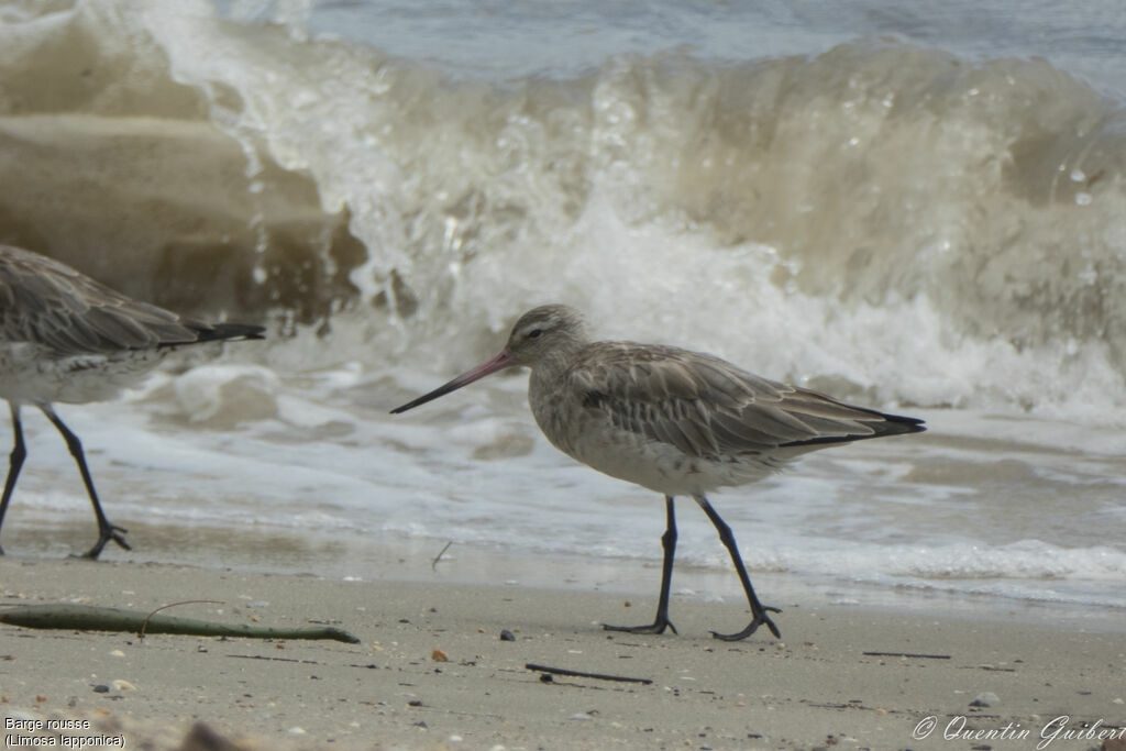 Bar-tailed Godwit, identification