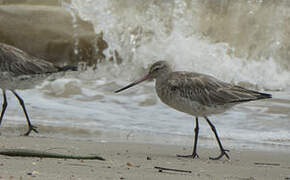 Bar-tailed Godwit