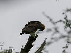 Bateleur des savanes