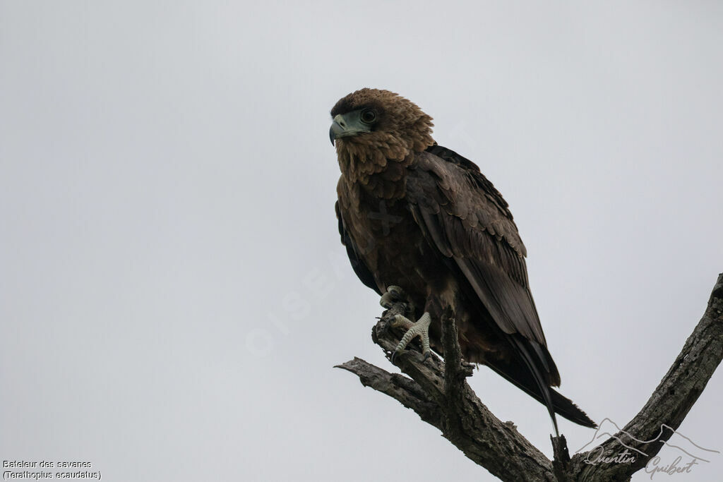 Bateleur des savanes