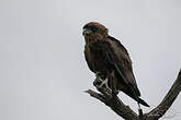 Bateleur des savanes