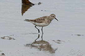 Baird's Sandpiper