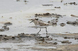 Baird's Sandpiper