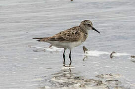 Baird's Sandpiper