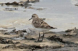 Baird's Sandpiper