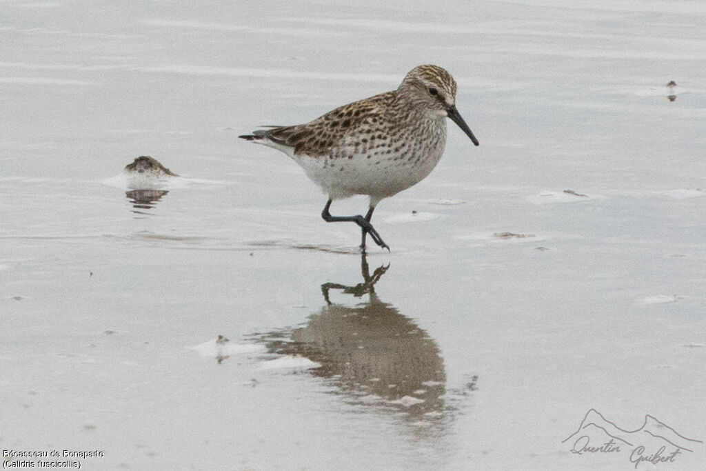 White-rumped Sandpiper