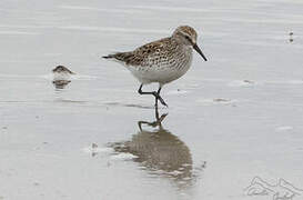 White-rumped Sandpiper