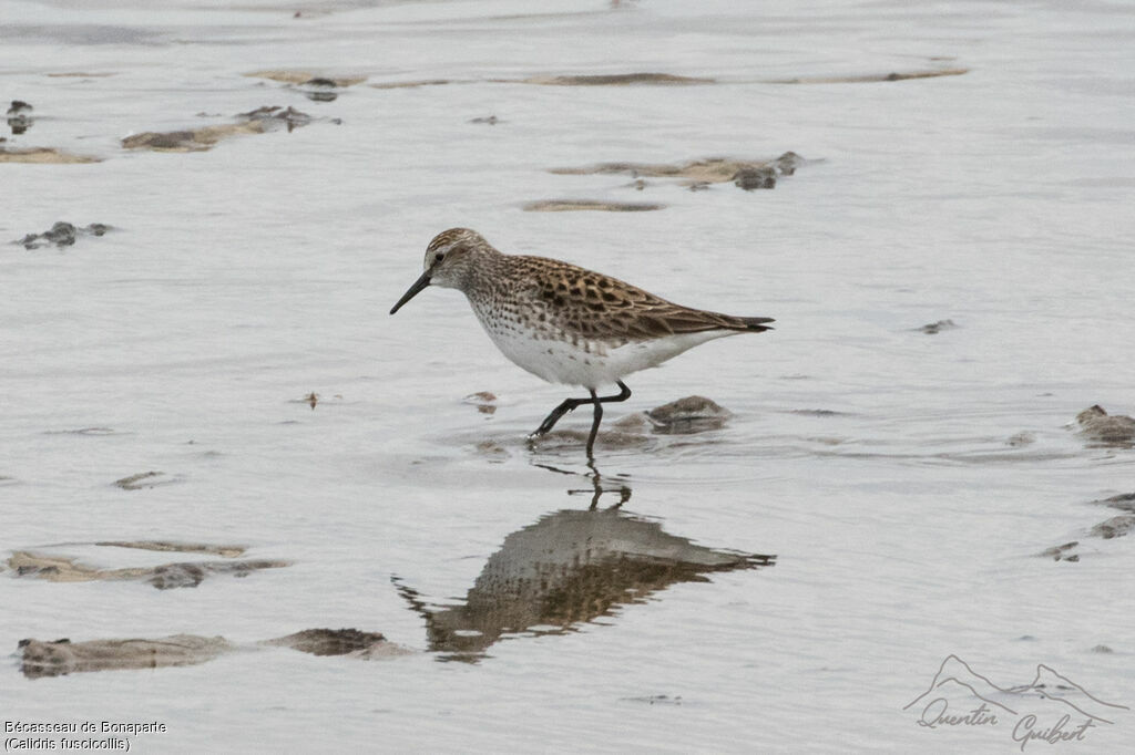 White-rumped Sandpiper