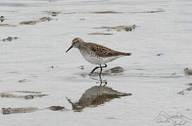 White-rumped Sandpiper