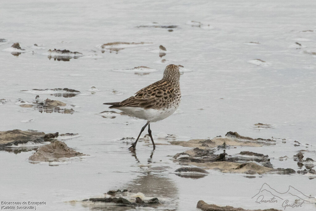 White-rumped Sandpiper