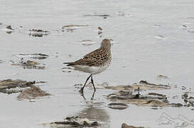 White-rumped Sandpiper