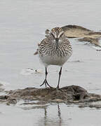 White-rumped Sandpiper