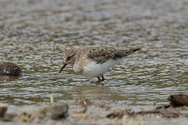 Temminck's Stint