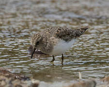 Temminck's Stint