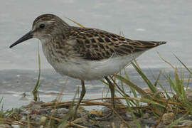 Least Sandpiper