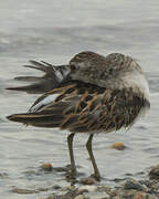 Least Sandpiper