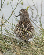 Least Sandpiper