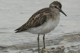 Least Sandpiper