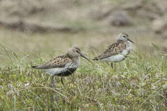 Bécasseau variable