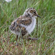 Purple Sandpiper