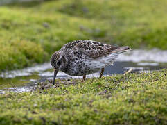 Purple Sandpiper