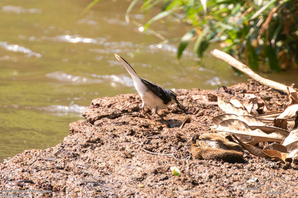 Mountain Wagtail