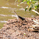 Bergeronnette à longue queue