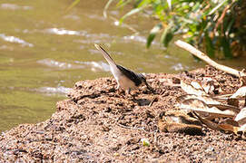 Mountain Wagtail