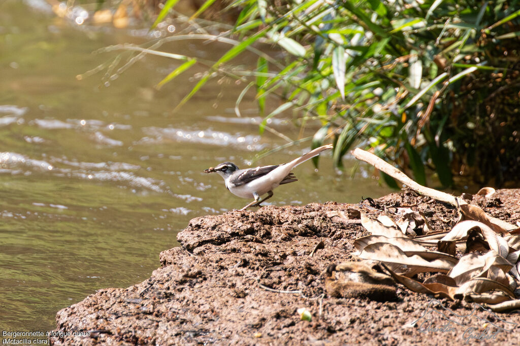 Mountain Wagtailadult, identification, eats