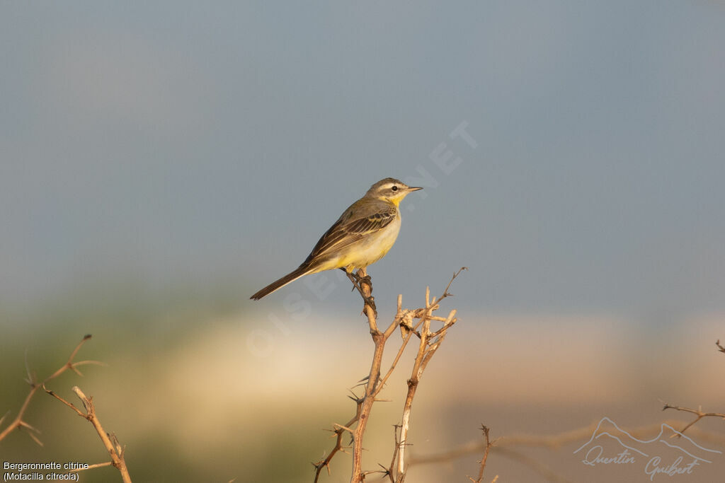 Citrine Wagtail