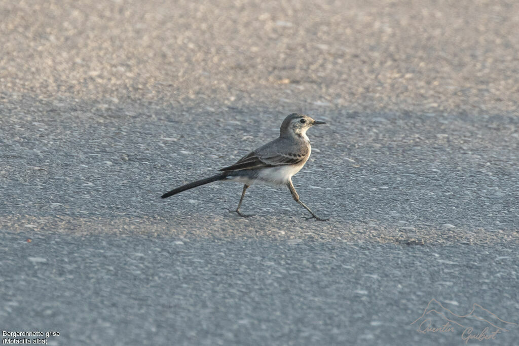 White Wagtail
