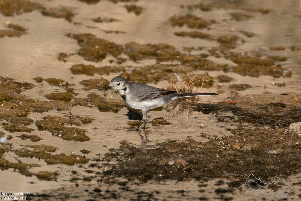 White Wagtail