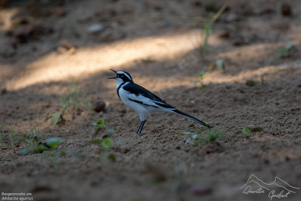 African Pied Wagtail