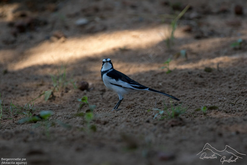 African Pied Wagtailadult