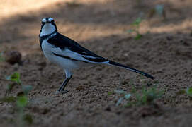 African Pied Wagtail